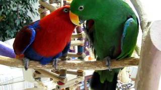 Killian Flirting with Kaleena  Eclectus Parrots [upl. by Arinaid]