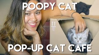 Poopy Cat popup cat café [upl. by Oakes676]