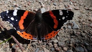 Fjärilar i Sverige The Red Admiral Vanessa atalanta [upl. by Janet]