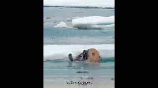 Polar Bears Epic Underwater Chase Seal Escapes… But Not for Long [upl. by Licht]