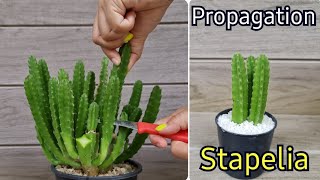 How To Grow Stapelia Gigantea From Cutting l Starfish Cactus Propagation Best amp Easy [upl. by Iraam]