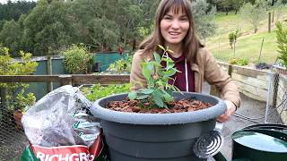 PlantNets Blueberry Burst [upl. by Nurse]