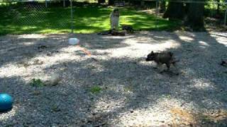 Norwegian Elkhound Puppies at 912 Weeks Old [upl. by Norbel]