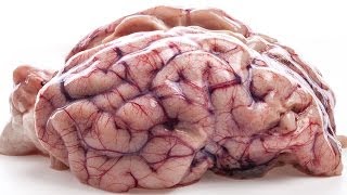 7 quotFactsquot About The Brain That Are Not True [upl. by Sidoon]