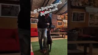 V8 en Allemagne malinois chiens k9 malinoislove dogtraining chienmignon puppy cutedog [upl. by Amsaj]