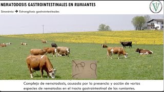 Estrongilosis rumiantes y Setaria equina [upl. by Ahsratal]