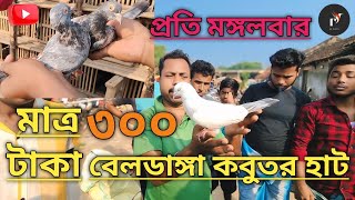 বেলডাঙা বিখ্যাত কবুতরের হাট beldanga kabootar hat [upl. by Aldas]