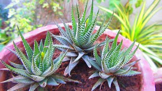 Best Succulent For Beginners  Zebra Haworthia  UrduHindi [upl. by Nosremaj548]