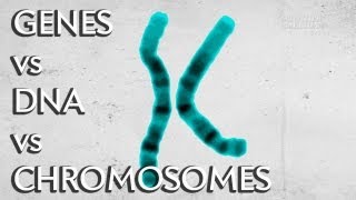 Genes vs DNA vs Chromosomes  Instant Egghead 19 [upl. by Dorrahs]