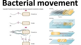 Bacterial movement using flagella [upl. by Zeitler]