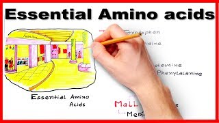 Essential Amino Acids  Easiest way to remember mnemonic series 7 [upl. by Kcirrem]