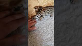 Gorgeous F2 Savannah kitten learning to play with my hand 😻😻😻 sweet and funny Kofun 5 weeks old 😻 [upl. by Aroon607]