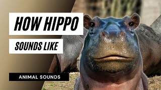 Hippo Sounds Like  hippo sounds  45 seconds of hippopotamus sounds to teach [upl. by Opal]