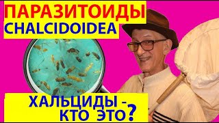 Паразитоиды Хальциды Хальцидоидные Наездники Chalcidoidea  Кто Это  Кто Такие Энтомофаги [upl. by Norihs]