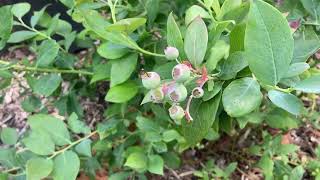 Growing Blueberries in the UK is Easier Than You Think [upl. by Akinehc271]