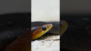 Hill Keelback  Wayanad Keelback  Amphiesma monticola snake nature biology wildlife forest [upl. by Stretch]