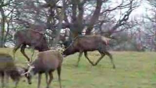 Red deer stags rutting [upl. by Tann]