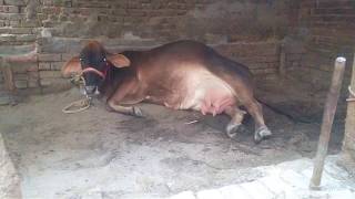 My Cow Delivery Sahiwal mix Cow [upl. by Baryram179]