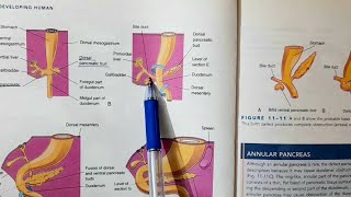 Development of Pancreas  Alimentary System Part 5 [upl. by Aihseit]