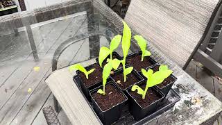 Grow Canna Lilies from Seed [upl. by Ailel]