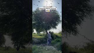 Amazing falcon hunting 🦅😱 birdhunting hunting farming entertainment shorts viralshorts [upl. by Lleryd]