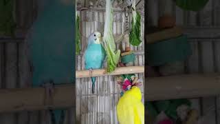 Happy Parakeets Singing Playing Eating Budgies Chirping Reduce Stress of lonely Birds Video shorts [upl. by Llerud]