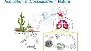 Dimorphic Fungi Coccidioidomycosis Hot Topic [upl. by Akila]