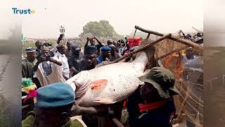 BLACK MAGIC MYTH OF ARGUNGU FISHING FESTIVAL Shot Documentary  TRUST TV [upl. by Onimixam293]