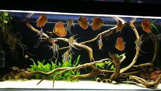 Altum amp Discus feeding 1 [upl. by Nuahsal355]