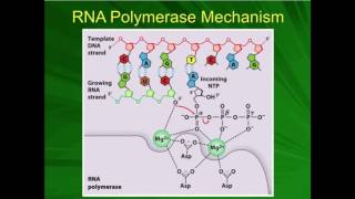 mRNA Processing The 57methylguanosine Cap [upl. by Nattirb]