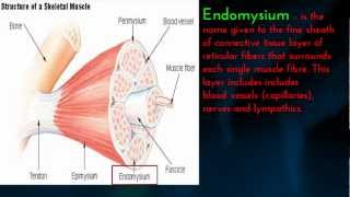 Human Muscle  Epimysium Perimysium and Endomysium [upl. by Yztim]