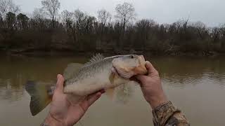 Bass Fishing Muddy Water Roanoke River Floating To Weldon Boat Ramp Rockfish Capital of the World [upl. by Adneral557]