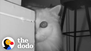 Couple Realizes Why Their Cat Keeps Screaming At Them  The Dodo [upl. by Stahl]