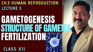 L3 Gametogenesis Structure of gametes Fertilization Ch3 ClassXII NCERT [upl. by Winola97]