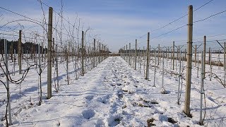 Cięcie trzyletniej winorośli [upl. by Airt259]