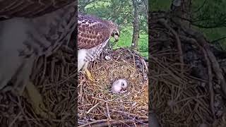 P264 Review birds nest life mom birds brings food to feed her babies in their nest birdslover [upl. by Hercule]