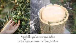 Incredible olive tree grafting technique 100 success  Pr Aïssa MOUHOUBI [upl. by Sharona200]