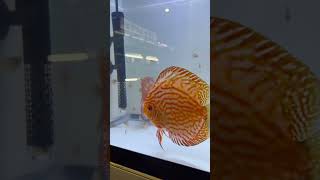 Discus Fish Breeding Pair [upl. by Aslehc]