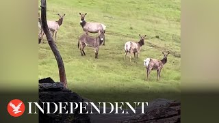 Herd of wild elk adopt donkey in California [upl. by Ricker]