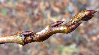 Aspen Populus tremula  buds close up  February 2018 [upl. by Elbon]