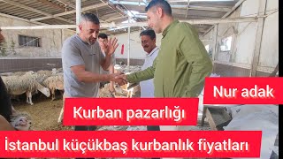 Nur adak Gürbüz abi Koç kurbanlıkları [upl. by Janeta]