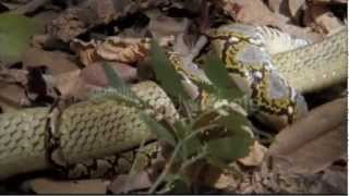 Worlds Deadliest King Cobra vs Reticulated Python [upl. by Torin]