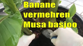 Musa basjoo Bananen  ganz einfach vervielfachen vermehren von Bananen 🍌🍌 [upl. by Pacorro721]