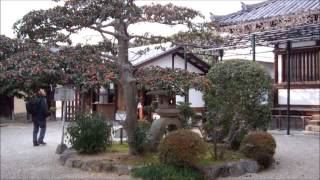 Chuguji Temple （中宮寺） Ikaruga Town Nara Prefecture [upl. by Eiralc]