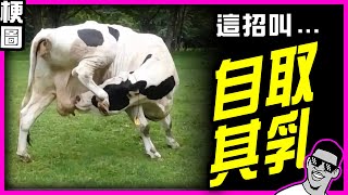 墨鏡哥梗圖 175｜封面：活了這麼久，沒看過這麼會自取其乳的！！另類DIY！？🤣｜車子千萬不要借別人，不然他開到飛起來你都不知道｜已遭取締｜吃飯、喝水不要看｜😎墨鏡哥主頻道😎 [upl. by Irehs]