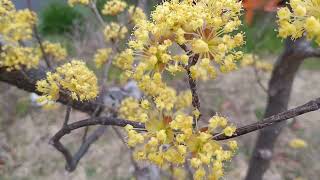 Japanese Cornelian Cherry [upl. by Anaeli]