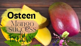 Osteen Mango Tree success In India  Osteen Mango Plant  7001539278 [upl. by Alrick]