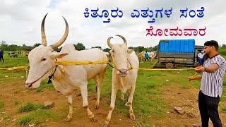 Market day in Kittur  Buying and selling bullocks [upl. by Zetroc]