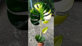 Arabic Leaf Design plants design shorts [upl. by Savannah]