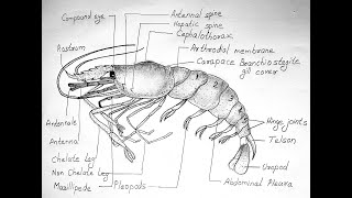 PRAWN DIAGRAM FOR CLASS 11 BIOLOGY  PALAEMON [upl. by Fauch156]